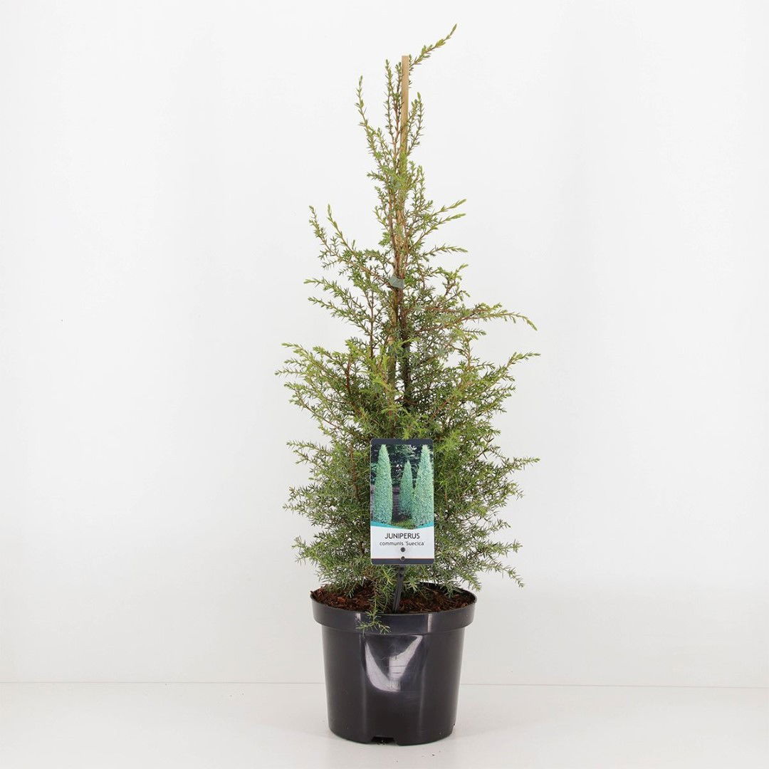 Warentuin natuurlijk Juniperus communis suecica 75 cm - 
