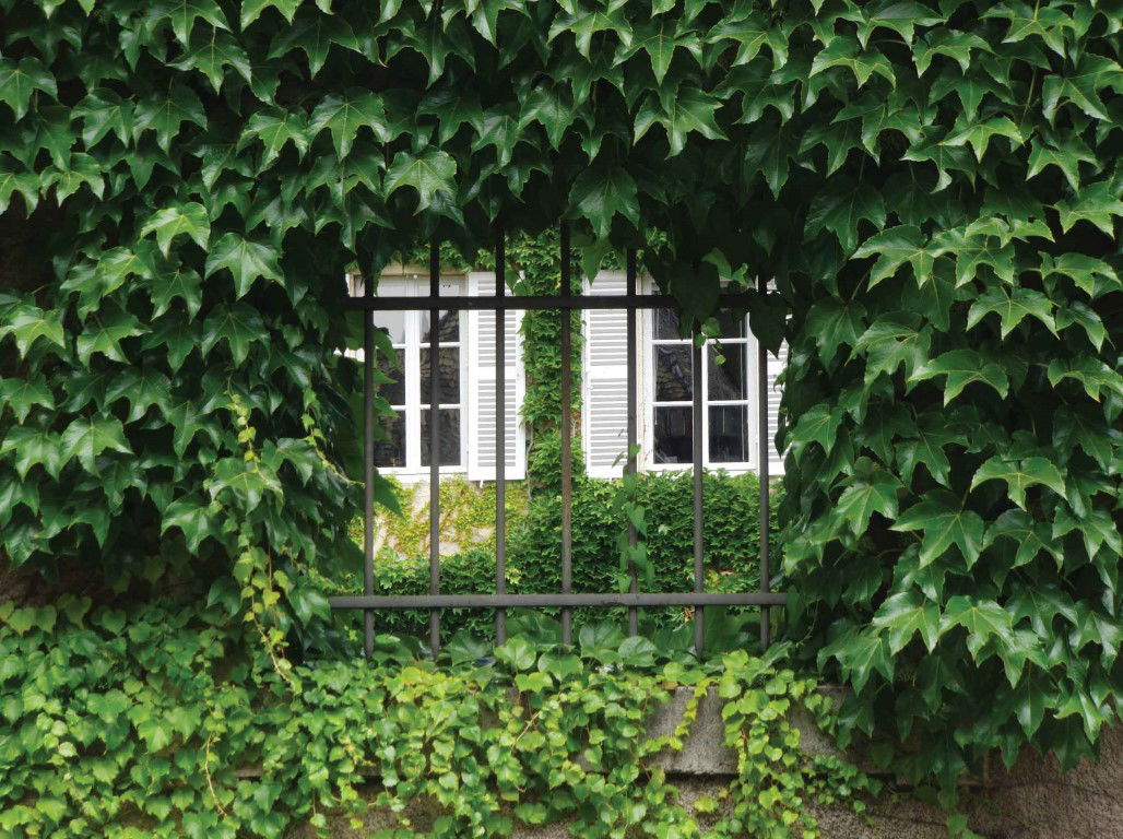 Customize it Hedera 70x50cm Tuinschilderij - 