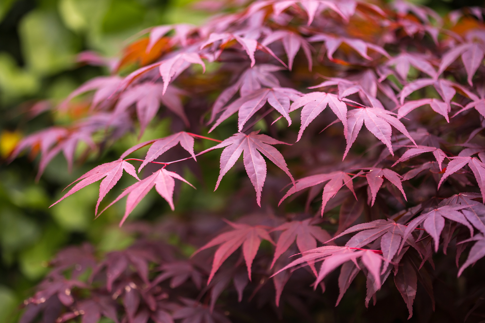 Tuinplant.nl Japanse esdoorn op stam