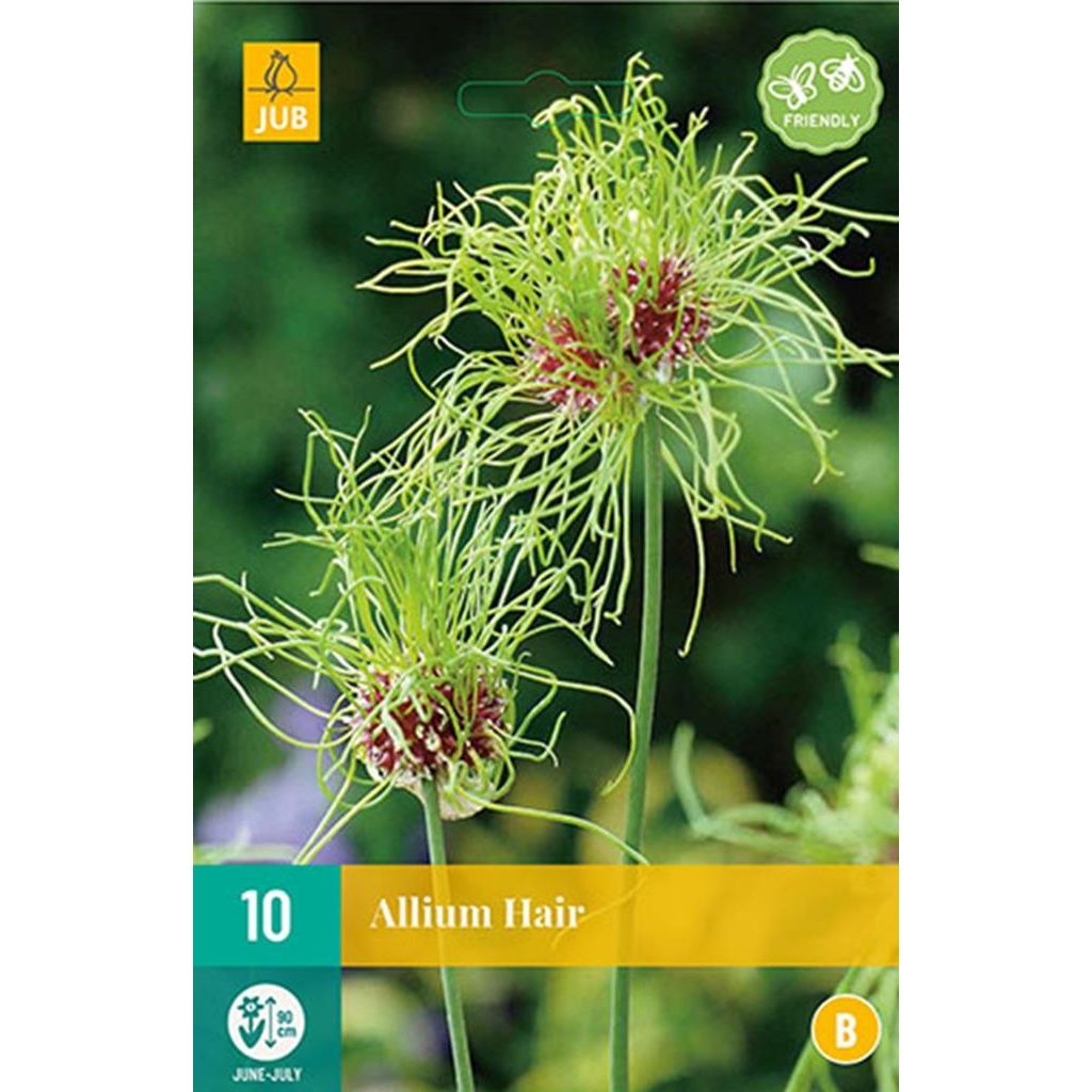 Allium hair 10 bollen