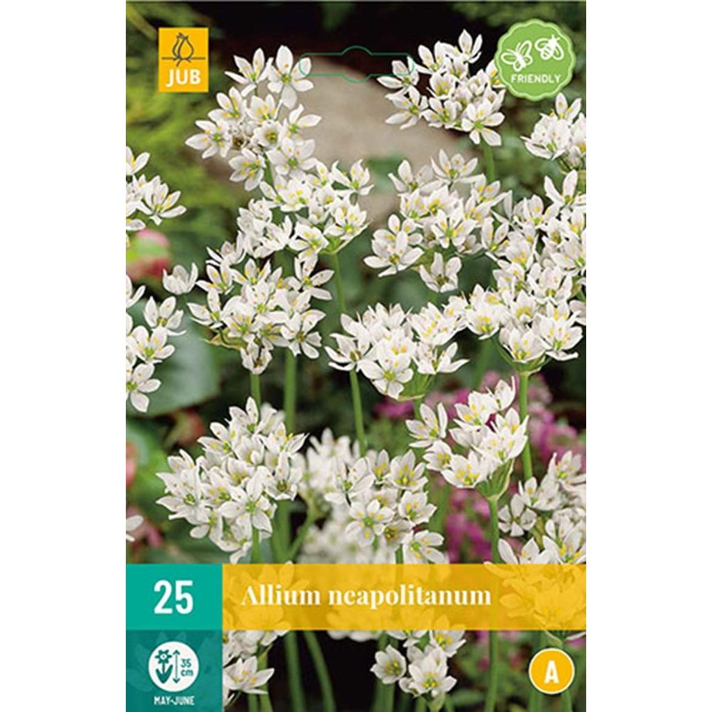 Allium neapolitanum 25 bollen