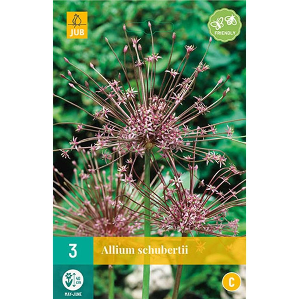 Allium schubertii 3 bollen