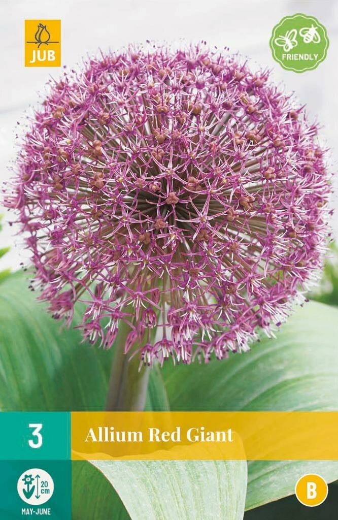 Allium red giant 3 bollen