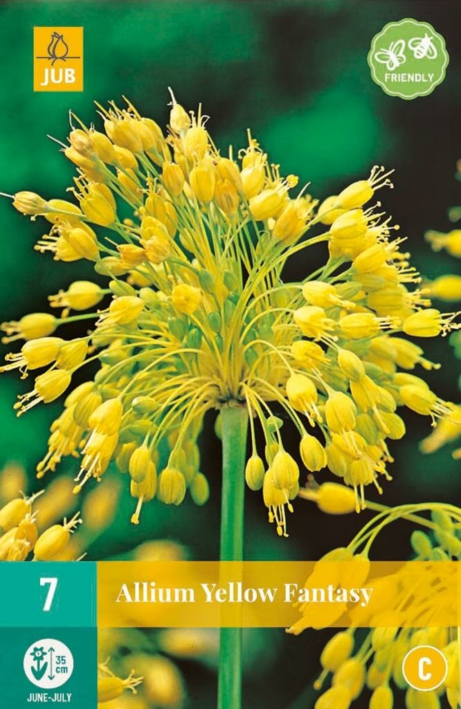 Allium yellow fantasy 7 bollen