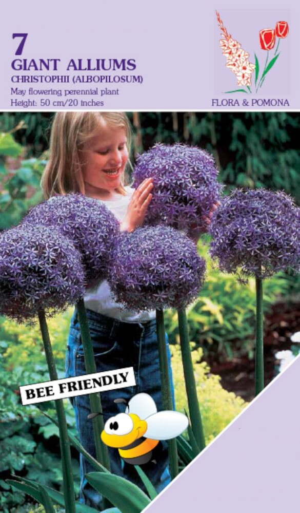 Allium Christophii 7 bollen