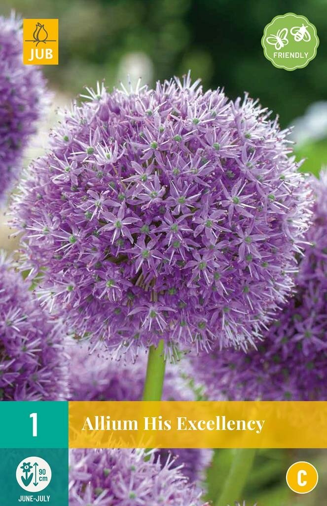 Allium His Excellency 1 bol
