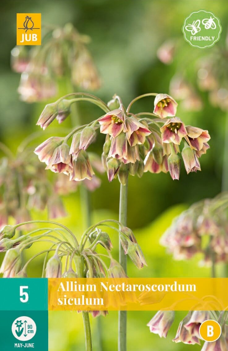 Allium nectaroscordum siculum 5 bollen