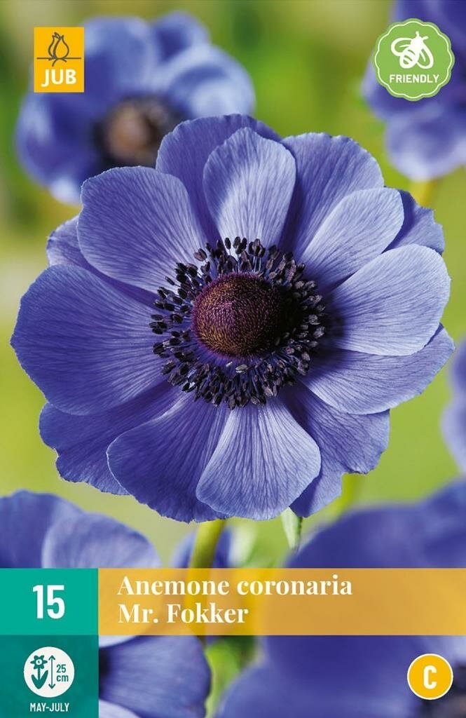 Anemone coronaria Mr. fokker