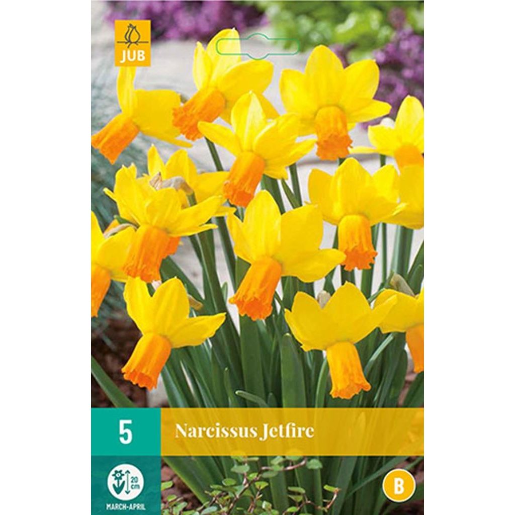 Narcis jetfire 5 bollen
