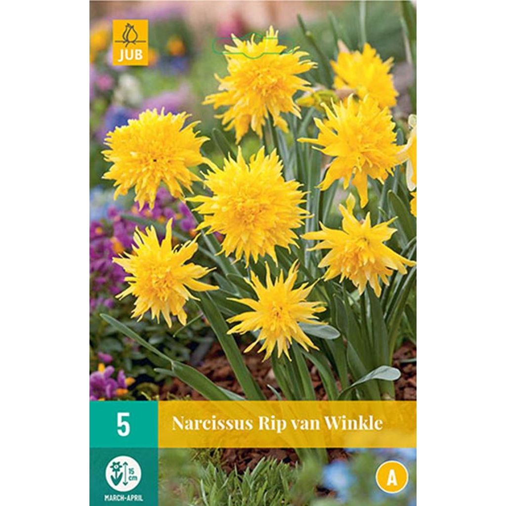 Narcis Rip van Winkle 5 bollen