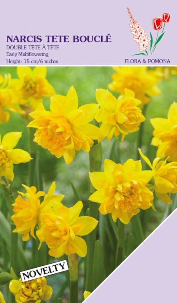 Narcis tete boucle 12 bollen