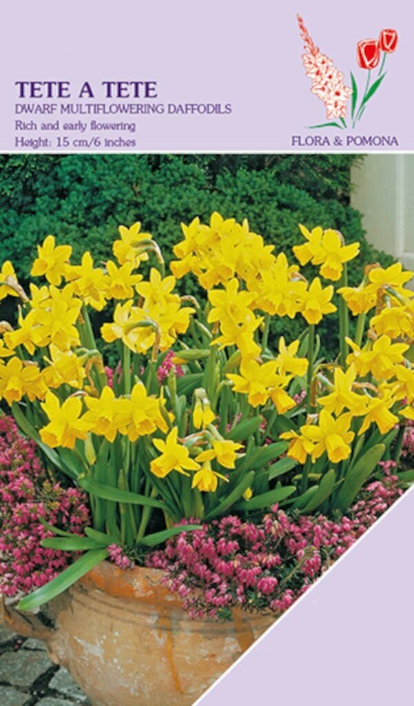 Narcis Tete a Tete 20 bollen