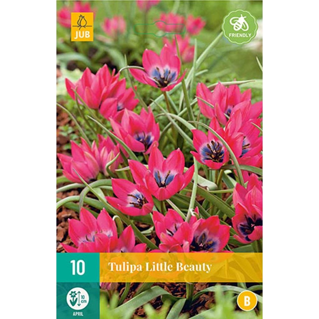 Tulp Little beauty 10 bollen