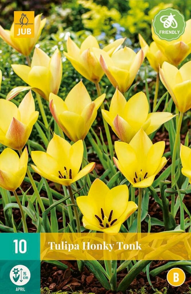 Tulp honky tonk 10 bollen