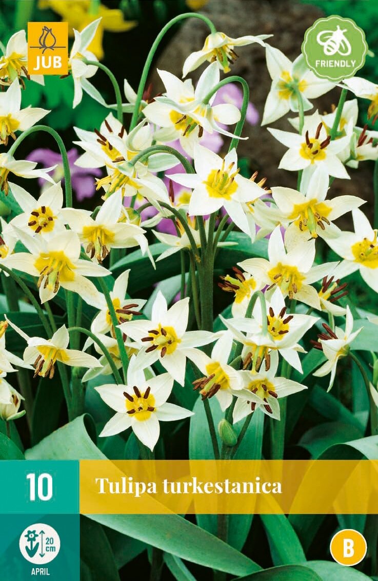 Tulp turkestanica 10 bollen