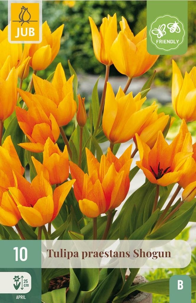 Tulp praestans shogun 10 bollen