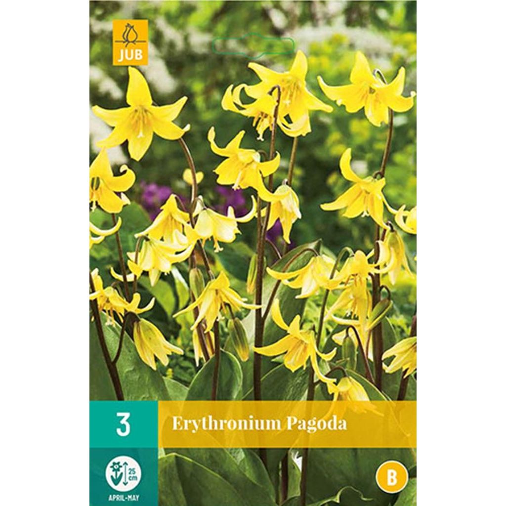 Erythronium pagoda 3 bollen