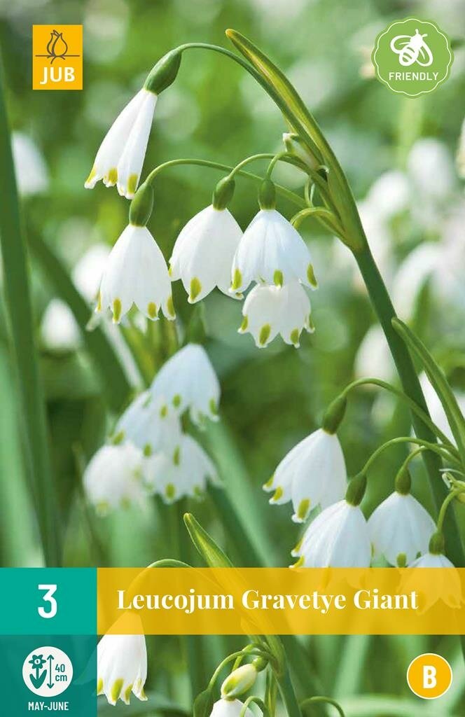 Leucojum gravetye giant 3 bollen