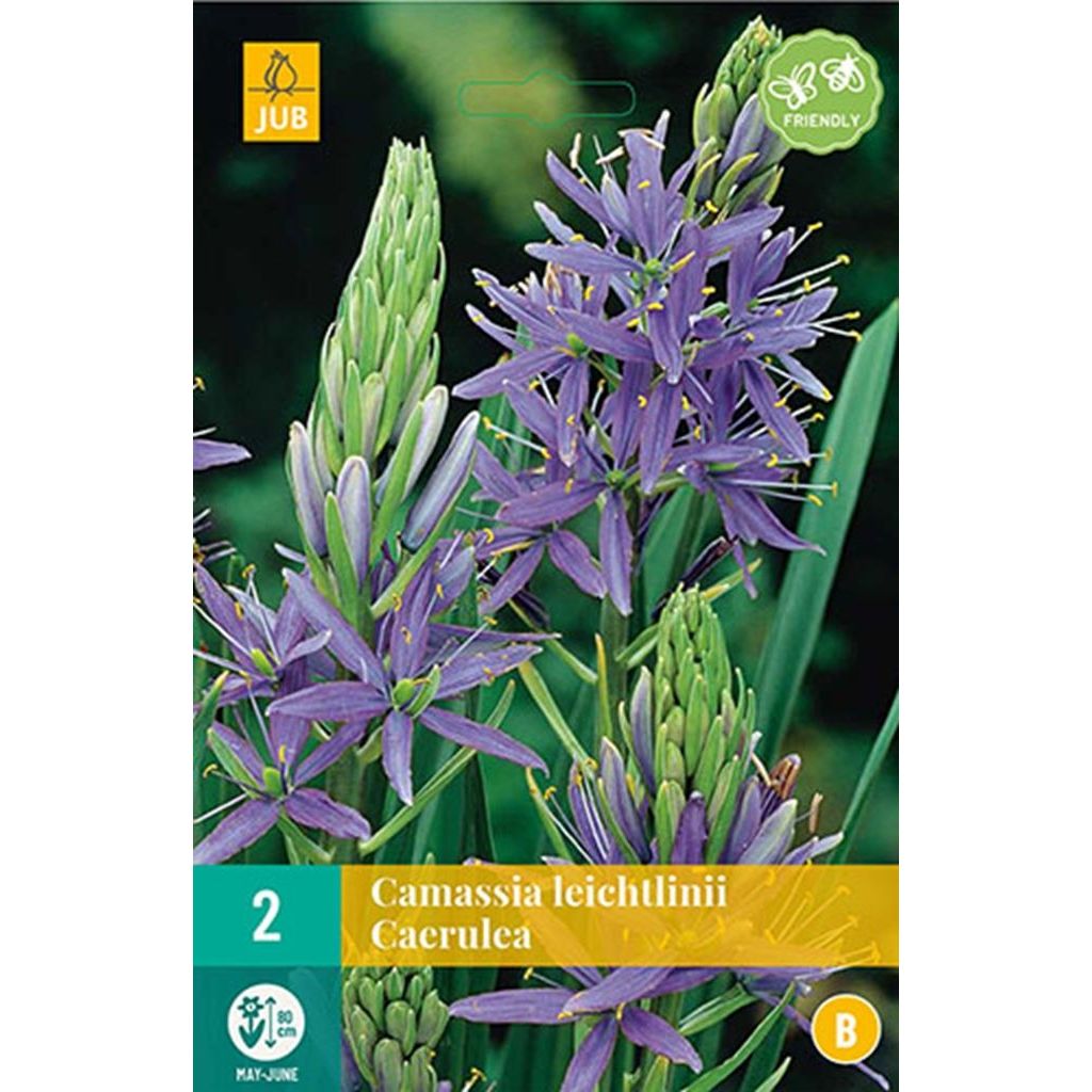 Camassia leichtlinii caerulea 2 bollen