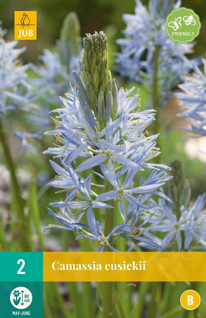 Camassia Cusickii 2 bollen