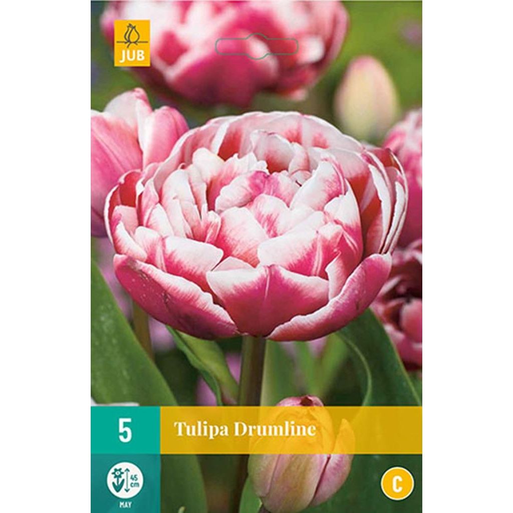 Tulp Drumline 5 bollen
