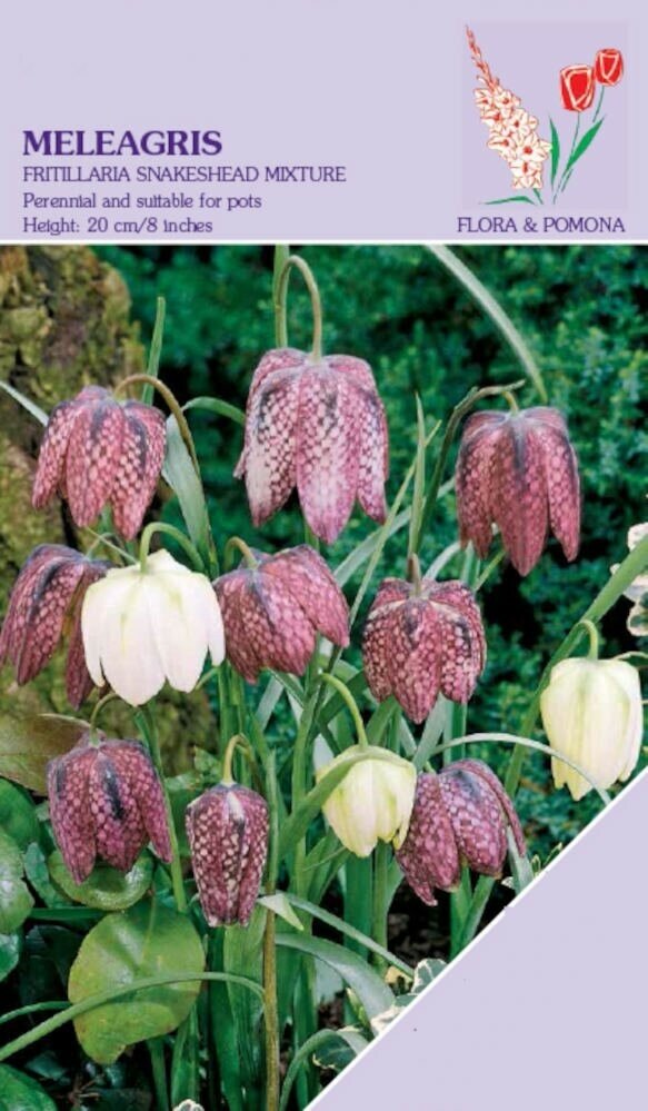 Fritillaria Meleagris 20 bollen