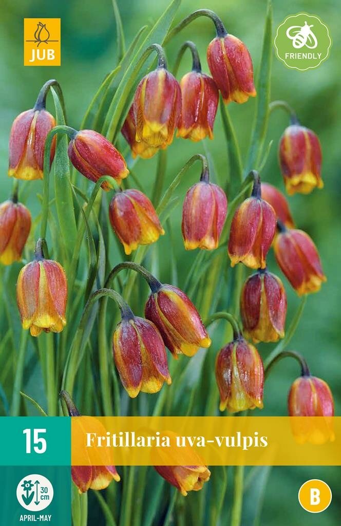 Fritillaria Uva-Vulpis 15 bollen