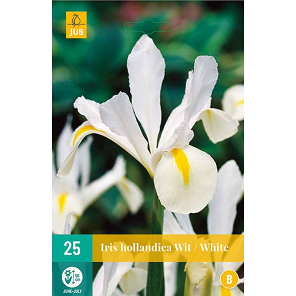 Iris hollandica wit 25 bollen