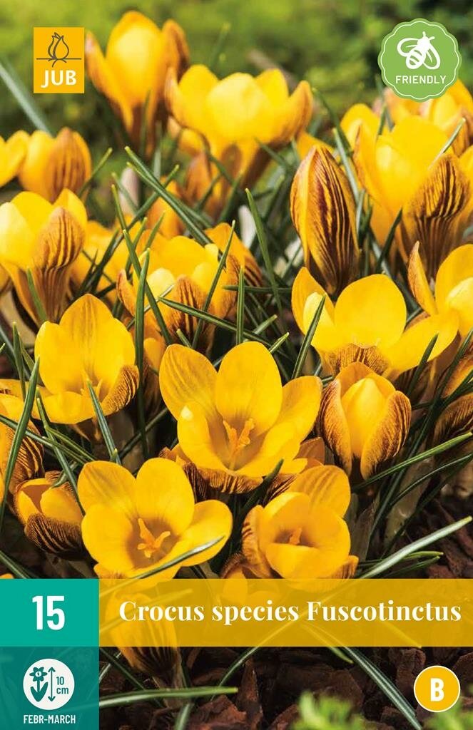 Crocus fuscotinctus 15 bollen