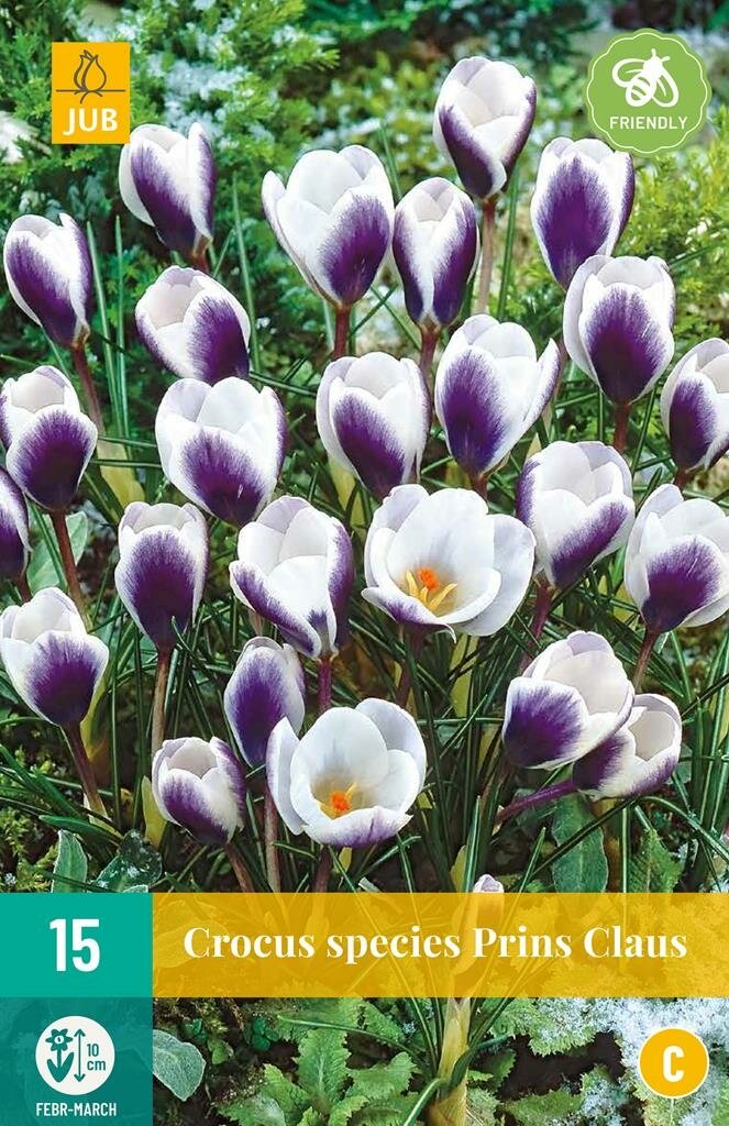 Crocus prins Claus 15 bollen