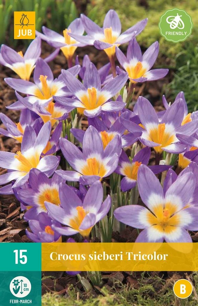 Krokus sieberi tricolor 15 bollen