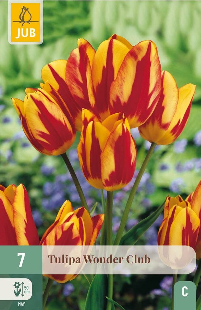 Tulp wonder club 7 bollen