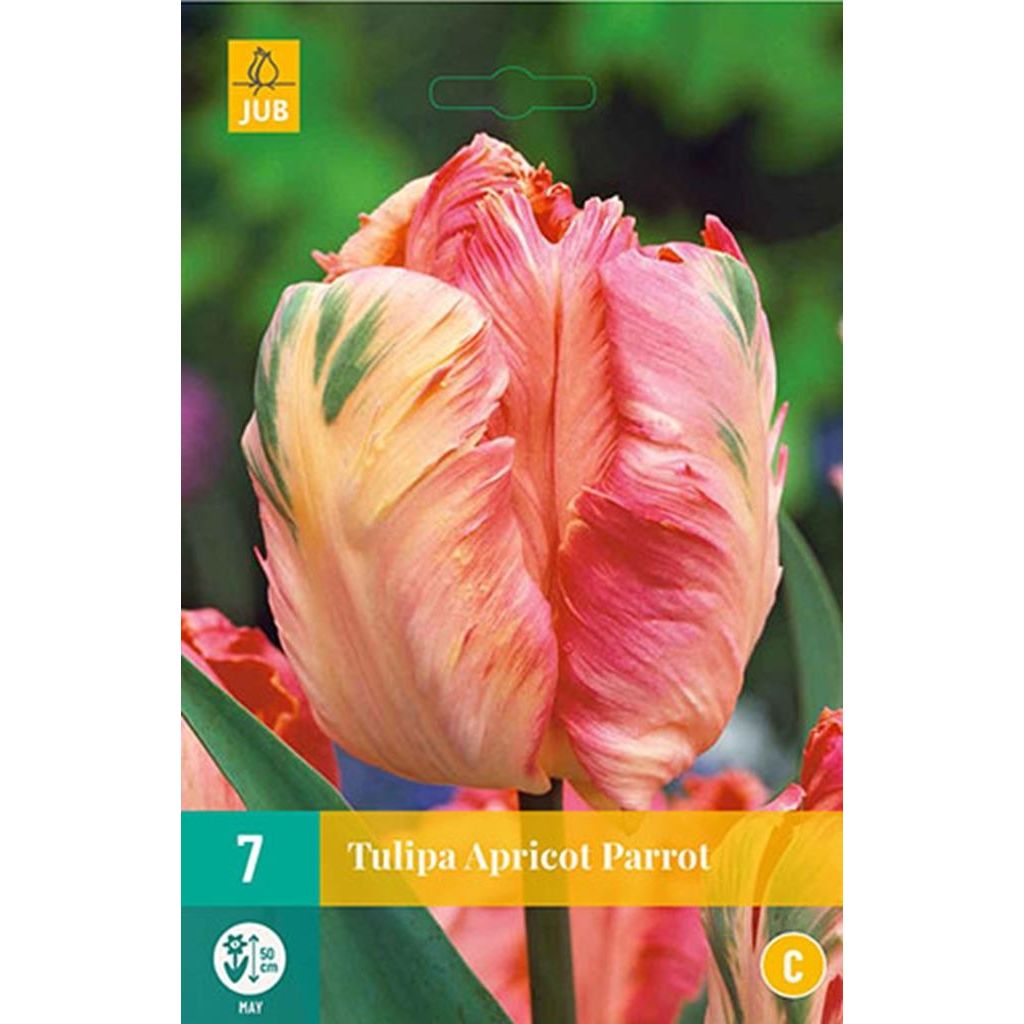 Tulp Apricot parrot 7 bollen