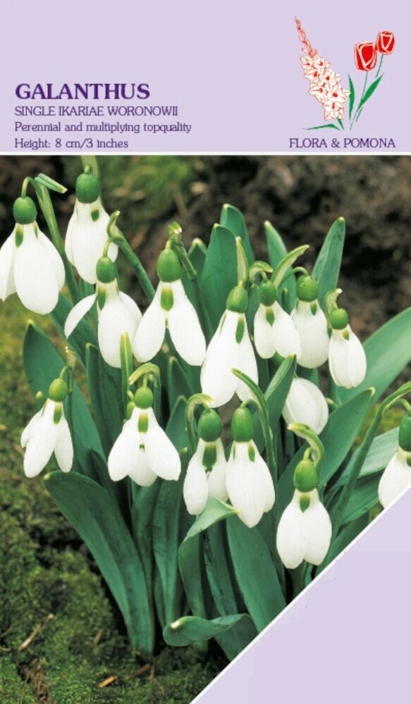 Galanthus Sneeuwklokjes ikariae Woronowii 15 bollen