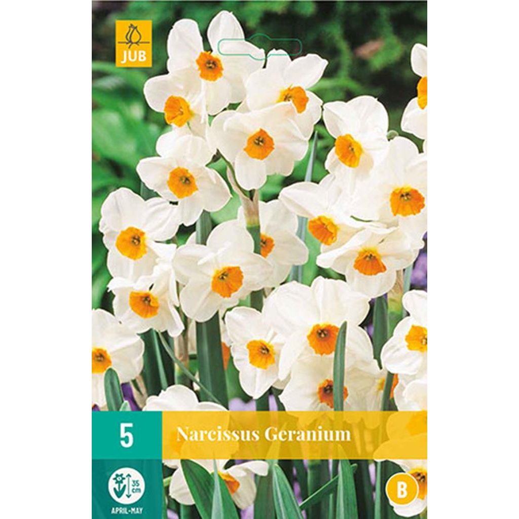 Narcis geranium 5 bollen