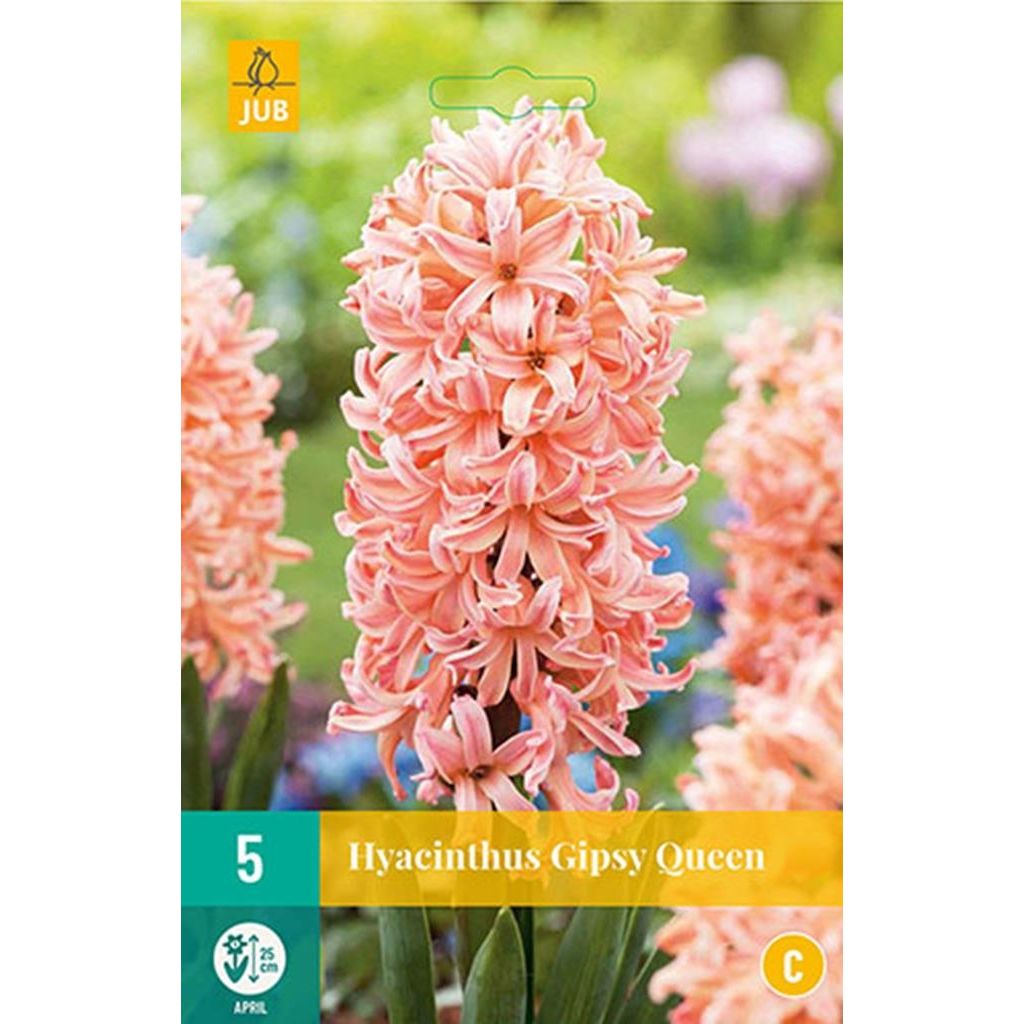 Hyacint Gipsy queen 5 bollen