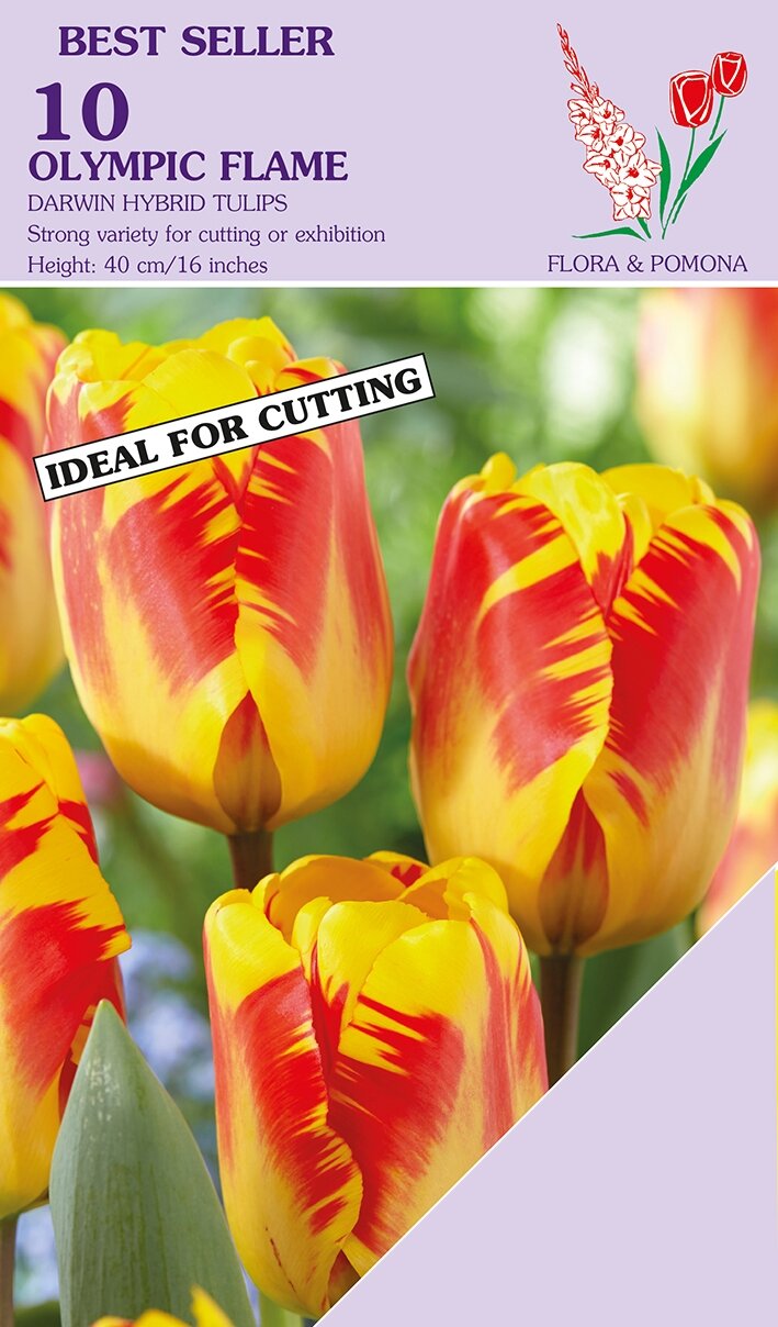 Tulp olympic flame 10 bollen