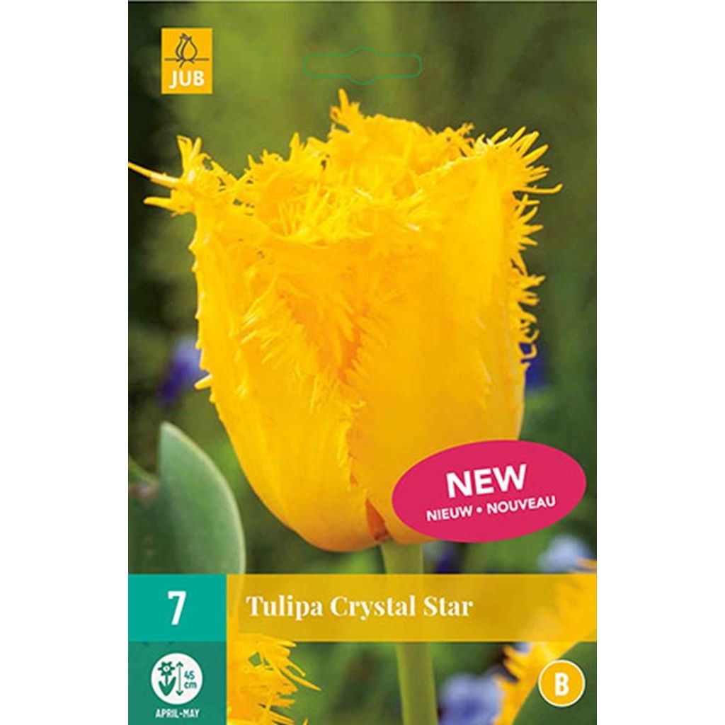 Tulp Crystal star 7 bollen