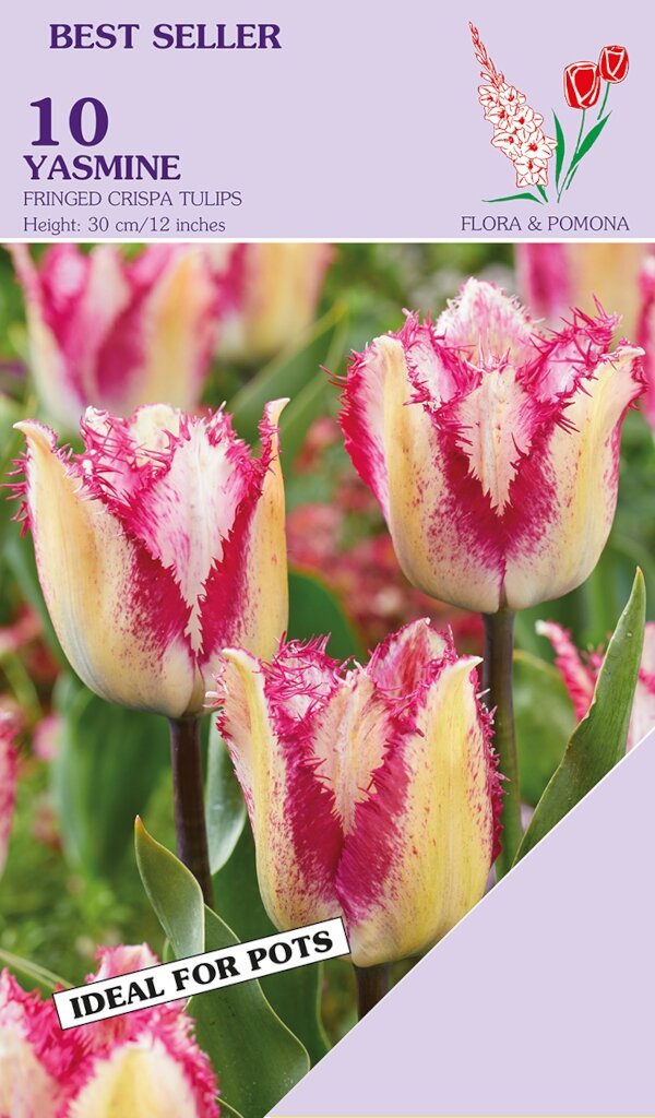 Tulp Yasmine 10 tulpen