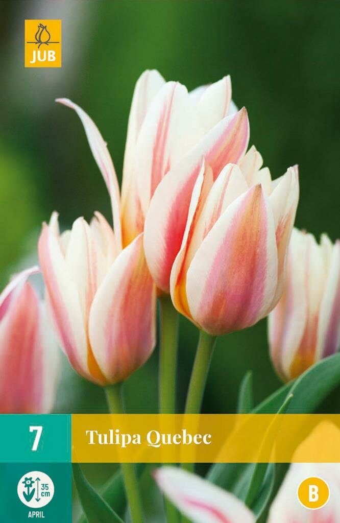 Tulp Quebec 7 bollen