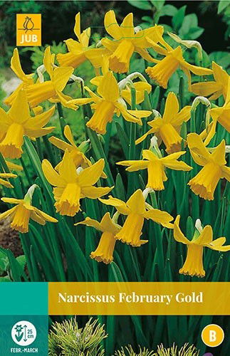 Jub Narcissus February Gold 4 bollen - 