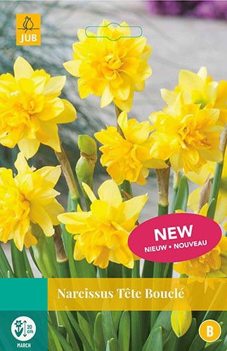 Jub Narcissus Tete Boucle 4 bollen - 