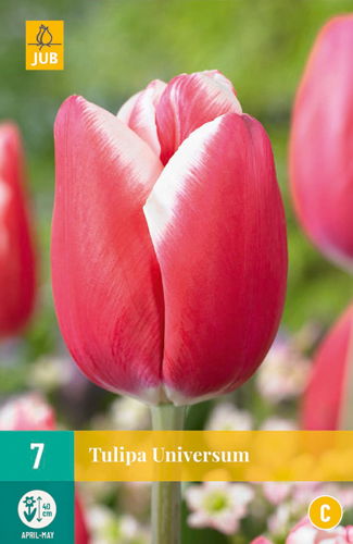 Jub Tulipa universum - 