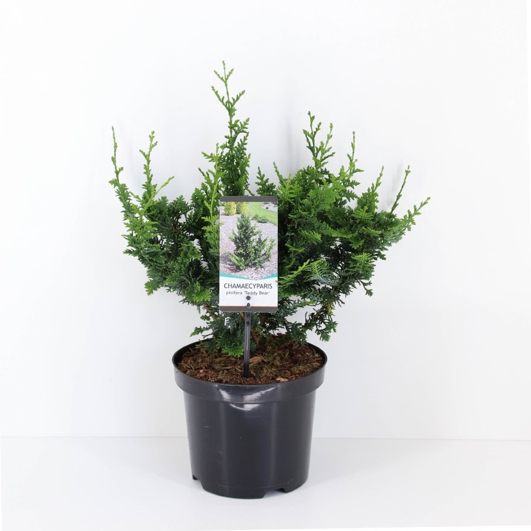 Warentuin natuurlijk Chamaecyparis pis teddy bear 35 cm - 