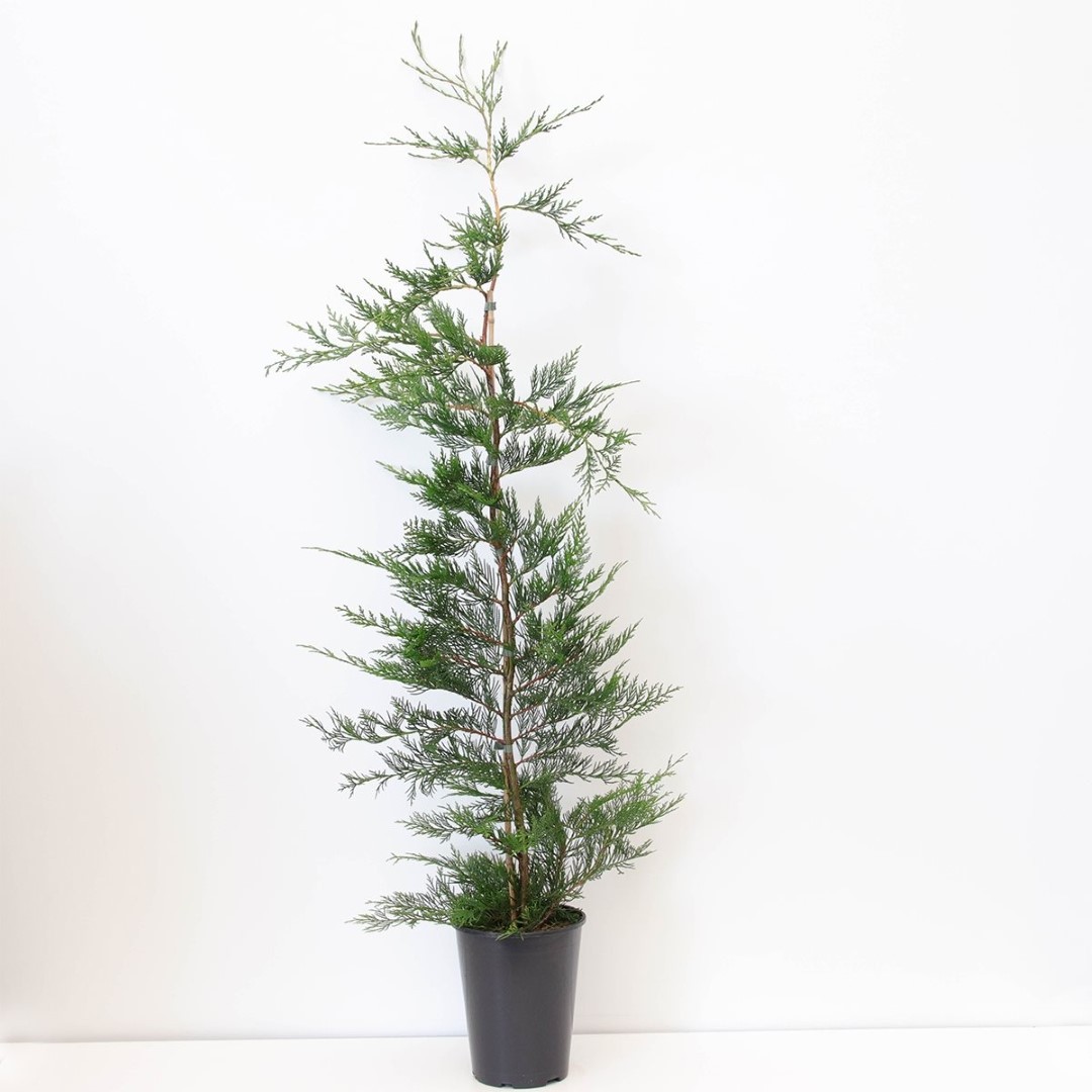 Warentuin natuurlijk Cupressocyparis leylandii 150-200 cm - 