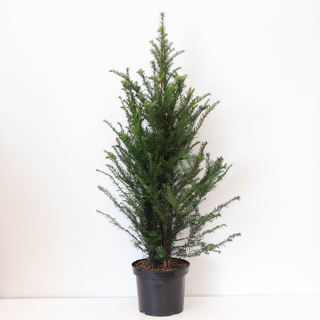 Warentuin natuurlijk Taxus baccata 80-125 cm - 