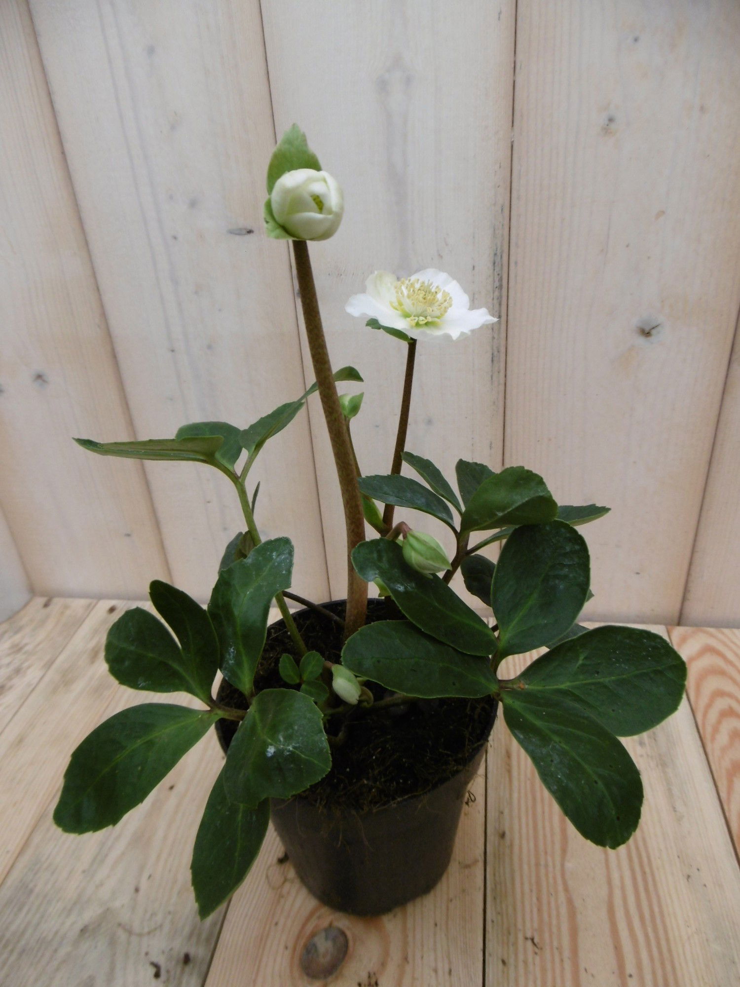 Warentuin natuurlijk Kerstroos wit klein - 