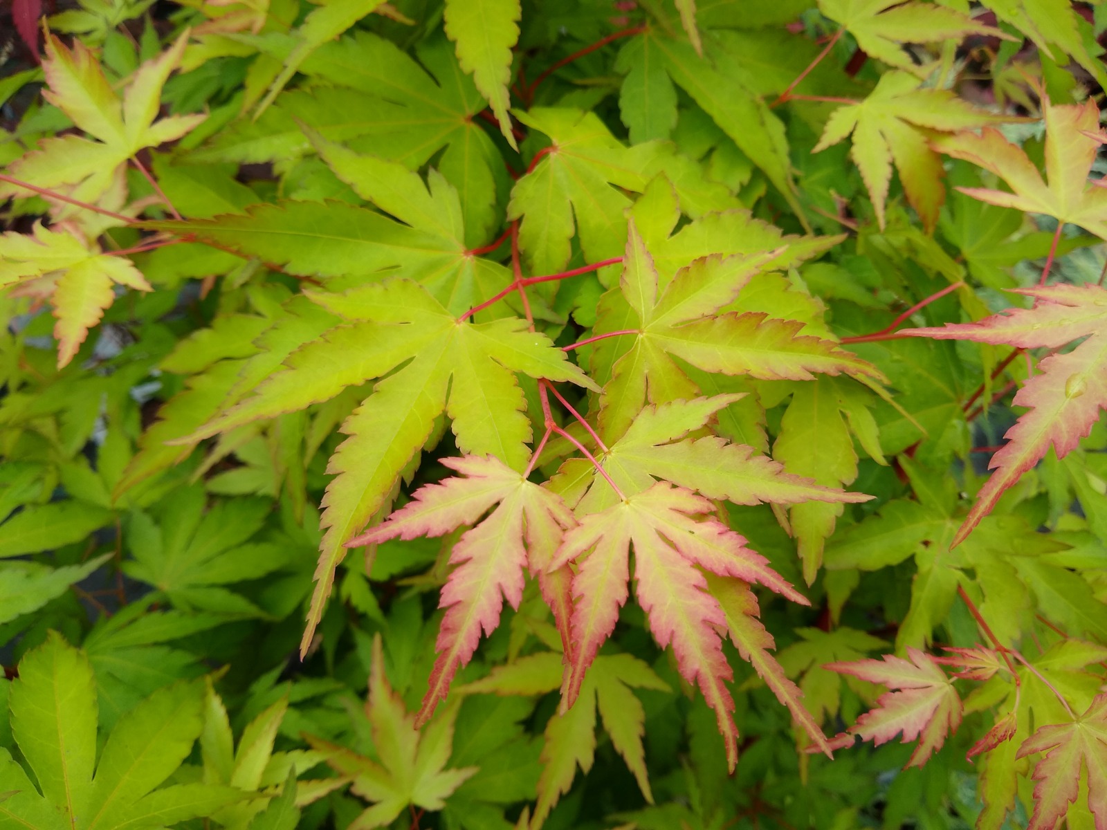 Tuinplant.nl Japanse esdoorn