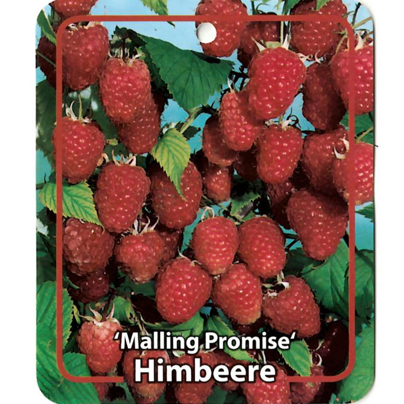 Oosterik home Rubus Idaeus Malling Promise - 