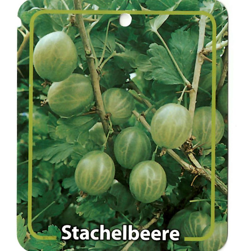 Oosterik home Ribus Uva-Crispa Grune Stachelbeere - 